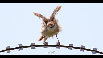 Dikkuyruklu ötleğen