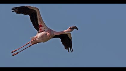Küçük flamingo