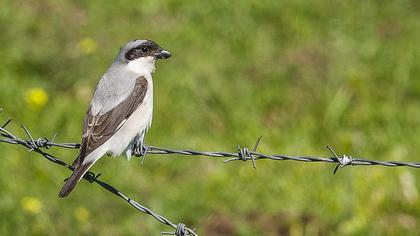 Karaalınlı örümcekkuşu