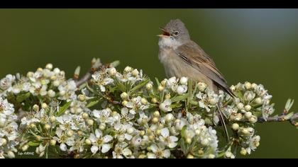 Akgerdanlı ötleğen