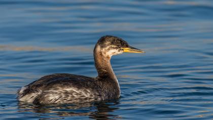 Kızılboyunlu batağan