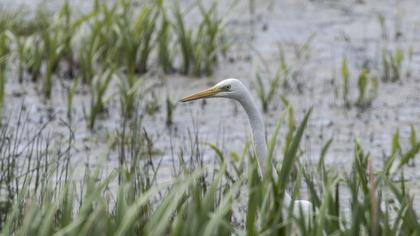 Büyük ak balıkçıl