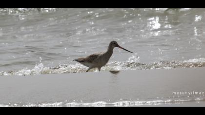 Kıyı çamurçulluğu