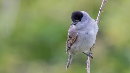 Karabaşlı ötleğen