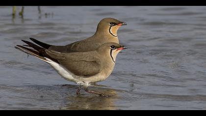 Bataklıkkırlangıcı