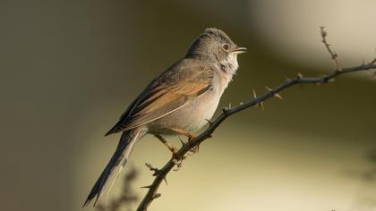 Akgerdanlı ötleğen