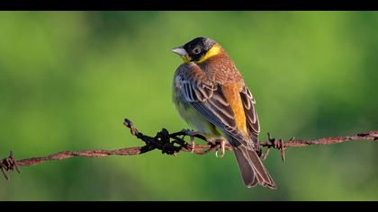 Karabaşlı kirazkuşu