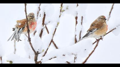 Ketenkuşu » Common Linnet » Linaria cannabina