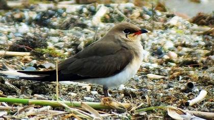 Bataklıkkırlangıcı