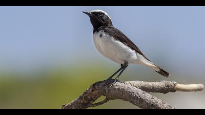 Aksırtlı kuyrukkakan