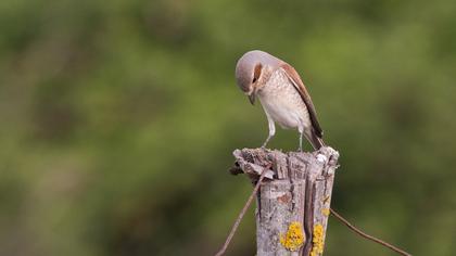 Kızılsırtlı örümcekkuşu