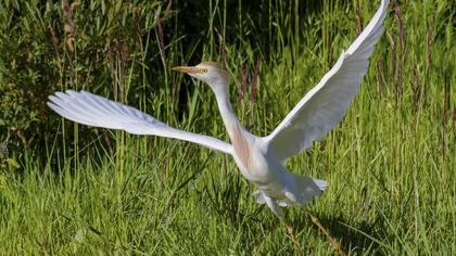 Sığır balıkçılı