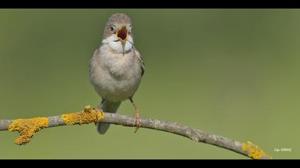 Akgerdanlı ötleğen