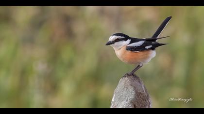 Maskeli örümcekkuşu