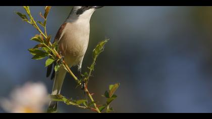 Kızılsırtlı örümcekkuşu