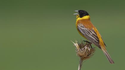 Karabaşlı kirazkuşu