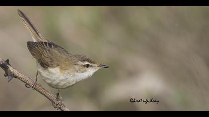 Doğu kamışçını