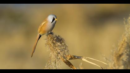 Bıyıklı baştankara