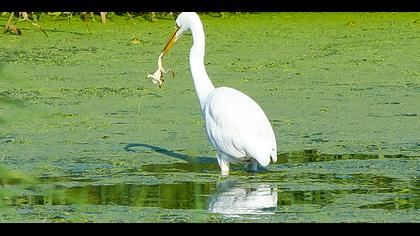 Büyük ak balıkçıl