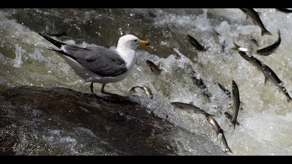 Van gölü martısı
