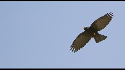 Sarıgagalı dağ kargası