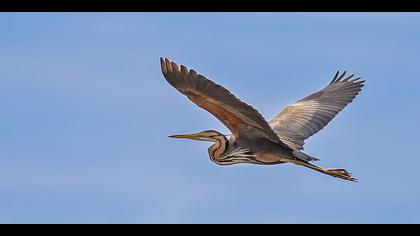 Erguvani balıkçıl