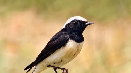 Kıbrıs kuyrukkakanı