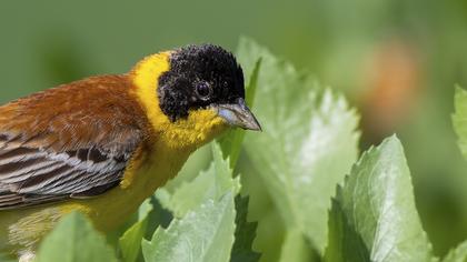Karabaşlı kirazkuşu