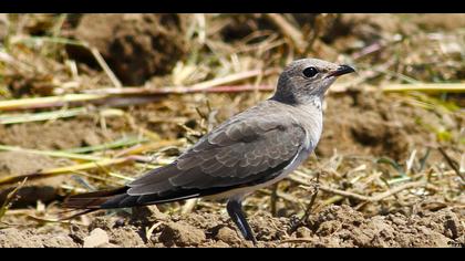 Bataklıkkırlangıcı