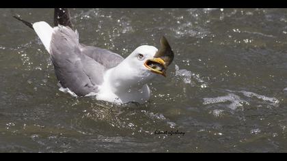 Van gölü martısı