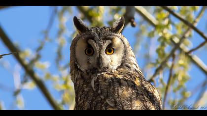 Kulaklı orman baykuşu