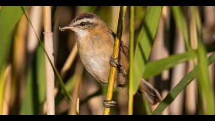 Bıyıklı kamışçın