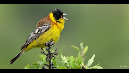Karabaşlı kirazkuşu