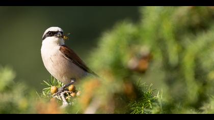 Kızılsırtlı örümcekkuşu