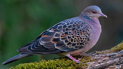 Büyük üveyik eskisi