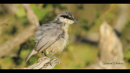 Kaya sıvacısı » Western Rock Nuthatch » Sitta neumayer