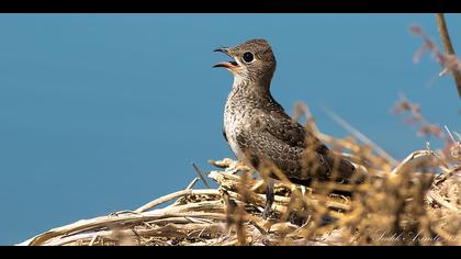Bataklıkkırlangıcı