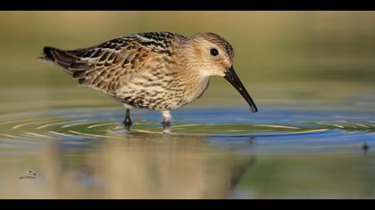 Karakarınlı kumkuşu