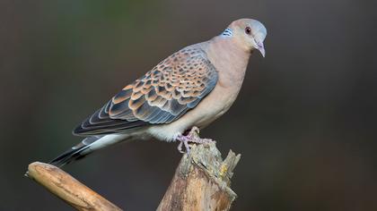 Büyük üveyik eskisi