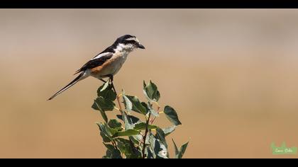 Maskeli örümcekkuşu