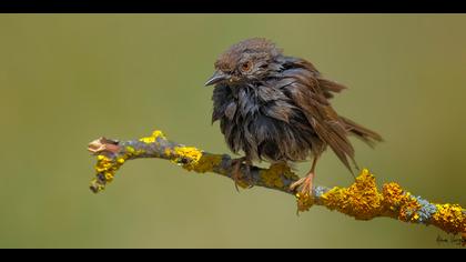 Dağbülbülü » Dunnock » Prunella modularis