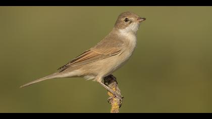 Akgerdanlı ötleğen