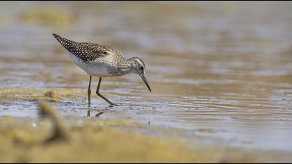 Orman düdükçünü