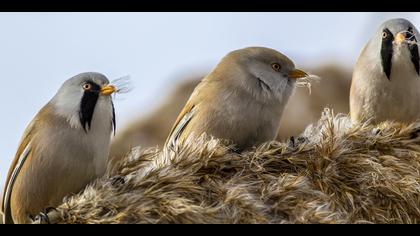 Bıyıklı baştankara