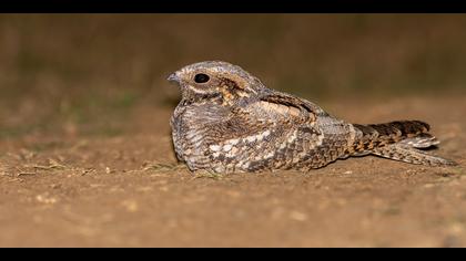 Çobanaldatan » European Nightjar » Caprimulgus europaeus