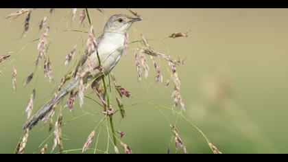 Dikkuyruklu ötleğen
