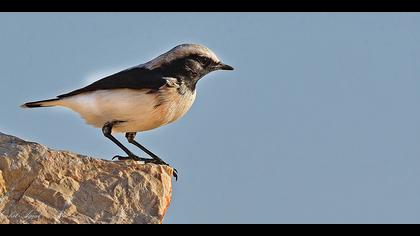 Aksırtlı kuyrukkakan