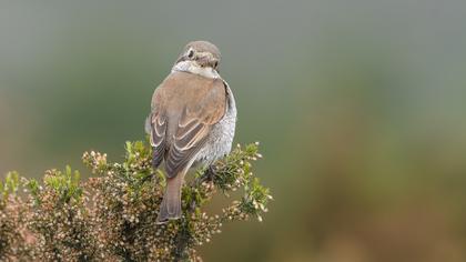 Kızılsırtlı örümcekkuşu