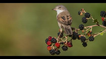 Akgerdanlı ötleğen