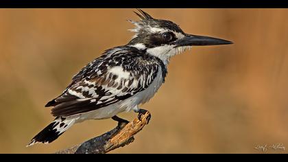Alaca yalıçapkını